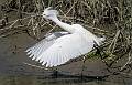 Snowy Egret-8